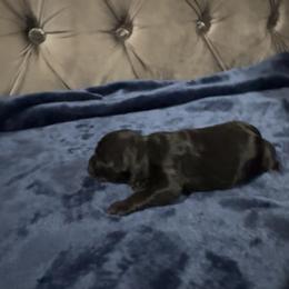 Girl 2 - female Miniature Schnauzer puppy in Port Orange, Florida from Blue Ribbon Schnauzers