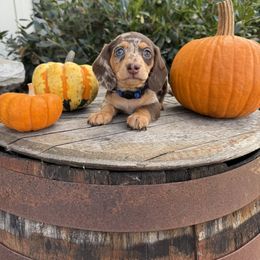 Dachshund Puppies from Thomas Homestead and Rabbitry