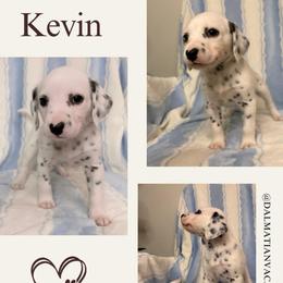 Kevin - White and black male Dalmatian puppy in Chehalis, Washington from Dalmatian Vacation