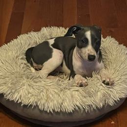 Italian Greyhound Puppies from Fisher Link
