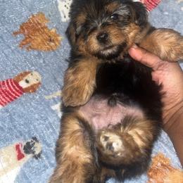 Marvin 1800 - Black and tan male Yorkipoo puppy in Gastonia, North Carolina from Dynasty Kennel