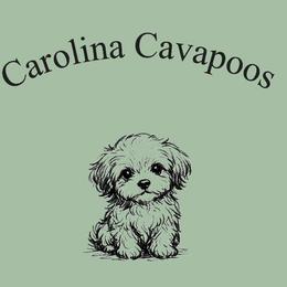 Cavapoos from Carolina Cavapoos