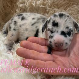 BLK and white Harl heart right Side - Black female Great Dane puppy in Greenville, South Carolina from Allen’s Ridge Ranch