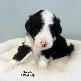 Sequoia- Female Reservation 1 - Black and white female Sheepadoodle puppy in Spokane, Washington from Downriver Doodles