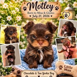 MOTLEY - Dark Chocolate-Tan Yorkie Boy - Chocolate and tan male Yorkshire Terrier puppy in Augusta, Georgia from Melissa's Paw Impressions