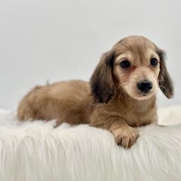 Dunkin - Cream male Dachshund puppy in Litchfield, Illinois from Charmm Dachshunds