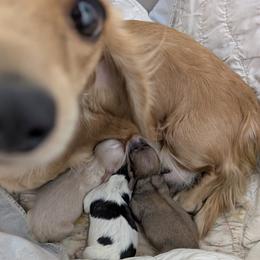Clear (ee) Cream - Cream male Dachshund puppy in Central Point, Oregon from MRS Long Dog Ranch