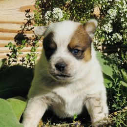 Ivan - Red speckled male Australian Cattle Dog puppy in Redding, California from Lone Pine Kennel