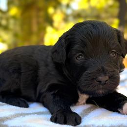 Morticia - Black and white female Aussiedoodle puppy in Mulino, Oregon from Korbella Farm