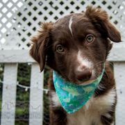 Border Collie, Golden Retriever, and Sporty Mix Puppies from Turbo Border Collies & Coltrievers