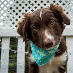 Border Collie, Golden Retriever, and Sporty Mix Puppies from Turbo Border Collies & Coltrievers