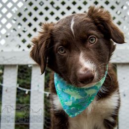 Border Collie, Golden Retriever, and Sporty Mix Puppies from Turbo Border Collies & Coltrievers