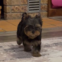 Girl 3 - Blue and gold female Yorkshire Terrier puppy in New Hampton, Iowa from JMAK Dreams