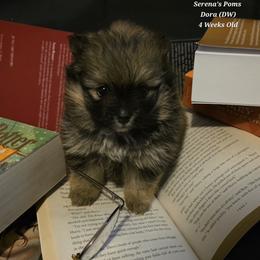 Dora (aka DW) - Cream sable female Pomeranian puppy in Sanford, Florida from Serena's Poms