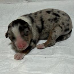 Girl 4 - Blue merle female Miniature Australian Shepherd puppy in Olean, New York from Windy River Mini Aussie