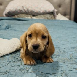 Hazel - Cream female Dachshund puppy in Altus, Oklahoma from Johnson Prairie Pups