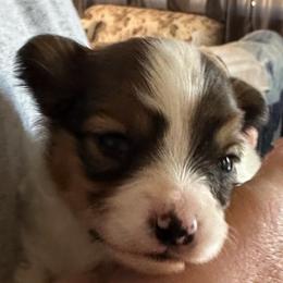 Boy 5 - Black brown and white male Papillon puppy in Middleville, Michigan from Cheryl's Papillons