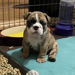 Bulldog Puppies from K & K Little Blessings