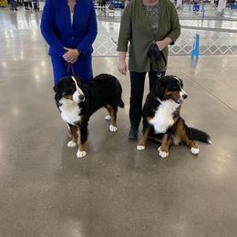 Beth - Tri-color female Bernese Mountain Dog puppy in Earlham, Iowa from Summer's Berners