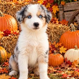 Havoc - male Miniature Australian Shepherd puppy in Godley, Texas from Bradley Kennels