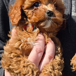 Arctic - Red male Cavapoo puppy in Conklin, Michigan from Lake Michigan Couture Cavapoos & Cockapoos