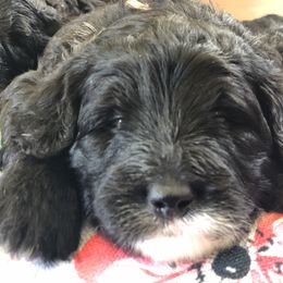 Sheepadoodle Puppies from Riley Grace Puppies