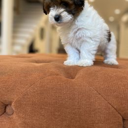 Havanese and Havapoo Puppies from Ladypawspuppies