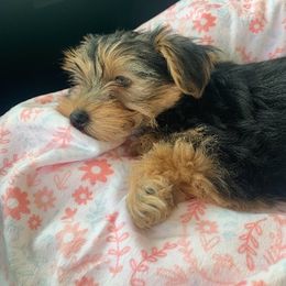 Assorted Doodle Crosses, Double Doodle, Maltipoo, Morkie, and Yorkipoo Puppies from Danza Bolo