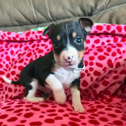 Vega - Black white and tan female Rat Terrier puppy in Molalla, Oregon from The Puppy Patch Rat Terriers