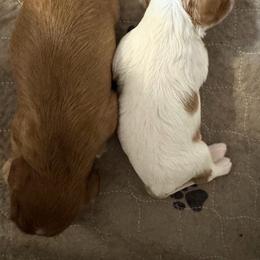 Gabbana - Ruby male Cavalier King Charles Spaniel puppy in Rockville, Maryland from Skais the Limit
