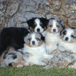 Australian Shepherd Puppies from Crystal Peak Australian Shepherds