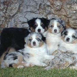 Australian Shepherd Puppies from Crystal Peak Australian Shepherds