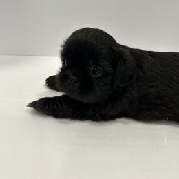 Shih Tzu Puppies from Moore Shih Tzus