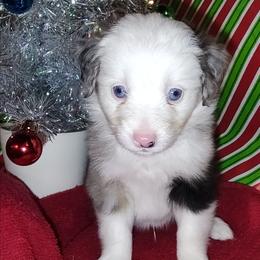 Cruz, (Ernesto de la Cruz) - Blue merle male Miniature Australian Shepherd puppy in Hartselle, Alabama from ELSRi’s Crimson Cross Mini Aussies