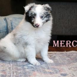 Pomsky, Shetland Sheepdog, and Toy Shetland Sheepdog Puppies from Mountain High Kennels