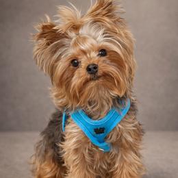 Koda - Yorkshire Terrier