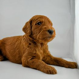 Black Collar Male- Pilgrim - Red  male Goldendoodle puppy in Monroe, North Carolina from Doodle Darlings