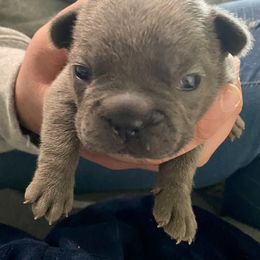 French Bulldog Puppies from Fur Baby Farms