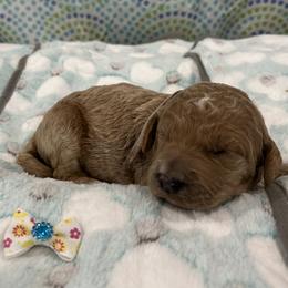 Harbor - Red  female Goldendoodle puppy in Camden, North Carolina from Oopsie Doodles of NC