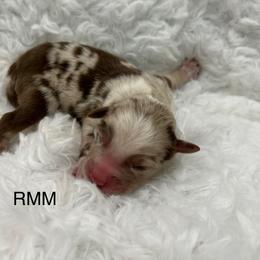 Boy 1 - Red merle male Miniature Australian Shepherd puppy in Roseville, California from Golden State Mini Aussies