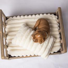 Cavapoo Puppies from North Ranch Doodles