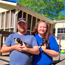 Boston Terrier Puppies from The Christian Bostons