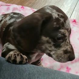 Freckles - Dapple female Dachshund puppy in Salome, Arizona from Boopenstein Doxies