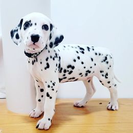Dalmatian Puppies from LINY Dalmatians