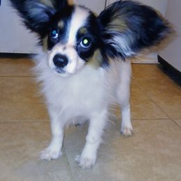 Papillon Puppies from Koh Tang Kennels