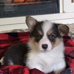 Pembroke Welsh Corgi Puppies from Coyote Creek Corgis