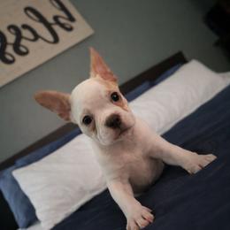Elsa - Lilac female Boston Terrier puppy in Mascotte, Florida from The DogMother House of Bostons