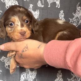Girl3 - Dapple female Dachshund puppy in Las Cruces, New Mexico from Bootheel Doxies