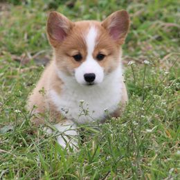 Cardigan Welsh Corgi and Pembroke Welsh Corgi Puppies from QueenE Corgi Farm