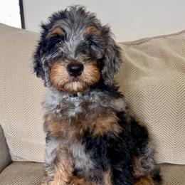 Juno - male Golden Mountain Doodle puppy in El Cajon, California from Golden Liberty Doodles